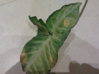 تصویر پرسش و پاسخ گیاه